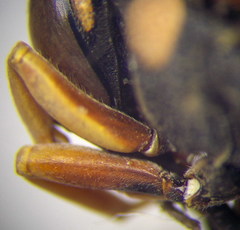 Euodynerus fastidiosus