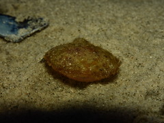 Ogcocephalidae
