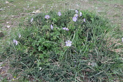Geranium himalayense