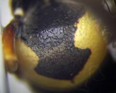 Euodynerus fastidiosus