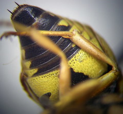 Euodynerus fastidiosus