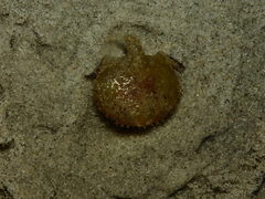 Ogcocephalidae