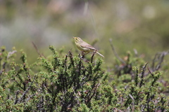 Phylloscopus affinis