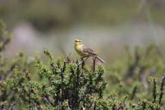 Phylloscopus affinis