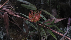 Epidendrum oxysepalum