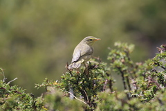Phylloscopus affinis