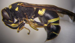 Euodynerus posticus