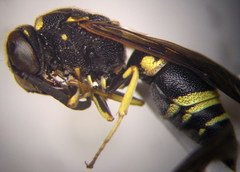 Euodynerus posticus