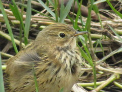 Anthus pratensis