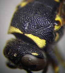 Euodynerus posticus