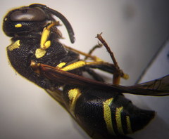 Euodynerus posticus