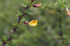 Caragana versicolor