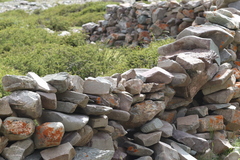 Phylloscopus affinis