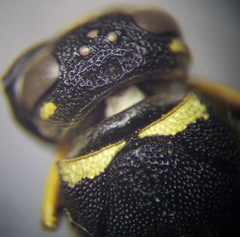 Euodynerus posticus