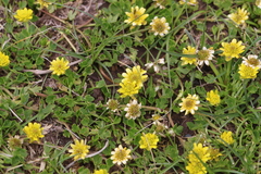 Halerpestes tricuspis