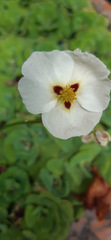 Sagittaria montevidensis