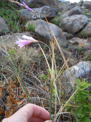 Dierama mossii