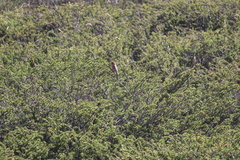 Carpodacus rubicilloides