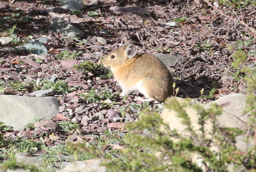 Nubra Pika (Ochotona nubrica) — Least Concern Mammalia