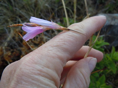 Dierama mossii