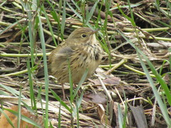 Anthus pratensis