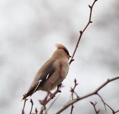 Bombycilla garrulus