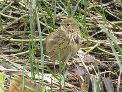 Anthus pratensis