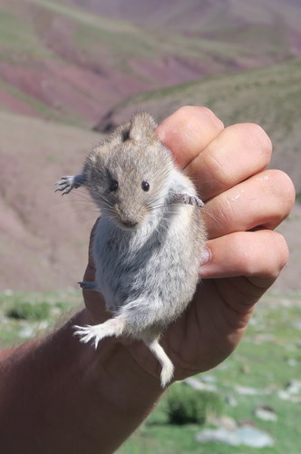 silver mountain vole (Alticola argentatus) — Least Concern Mammalia
