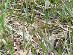 Anthus pratensis
