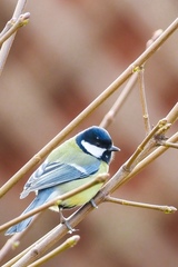 Parus major