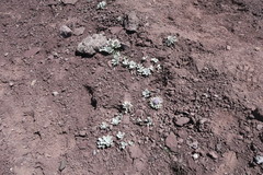 Saussurea gnaphalodes