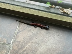 Plethodon yonahlossee