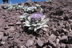 Saussurea gnaphalodes