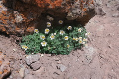 Paraquilegia anemonoides