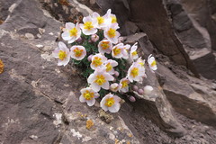 Paraquilegia anemonoides