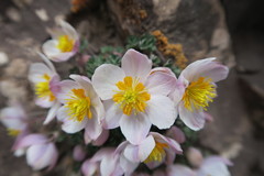 Paraquilegia anemonoides