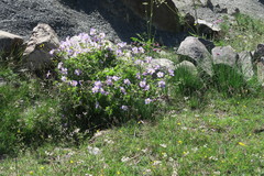 Geranium himalayense