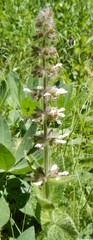 Stachys albens