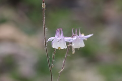 Aquilegia moorcroftiana