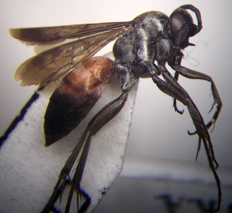 Evagetes dubius