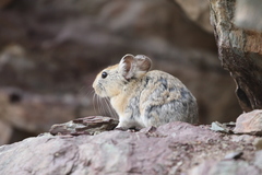 Ochotona macrotis