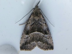 Hypenodes caducus