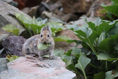 Ochotona macrotis