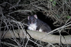 Pseudocheirus occidentalis