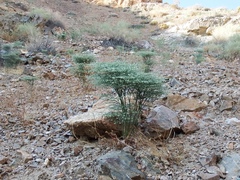 Eriogonum rixfordii