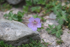 Geranium himalayense