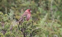 Carpodacus rubicilloides