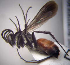 Evagetes dubius