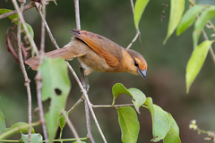 Orchesticus abeillei