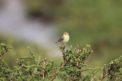 Phylloscopus affinis